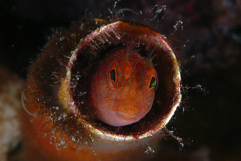 Blennidi